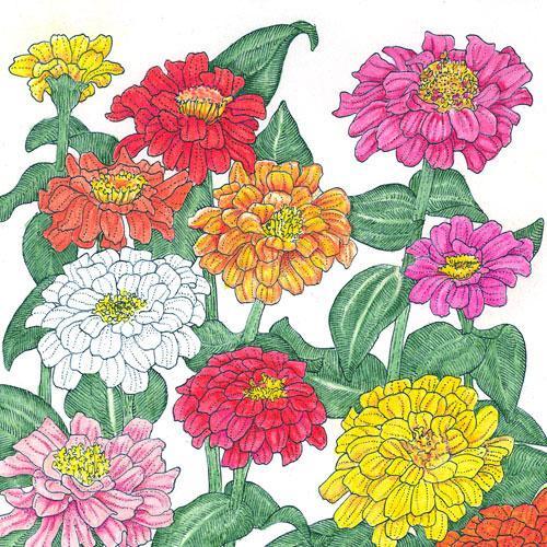 Zinnia, California Mix (1 lb)