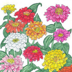 Zinnia, California Mix (1 lb)
