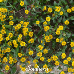 Creeping Zinnia – 100 Seeds