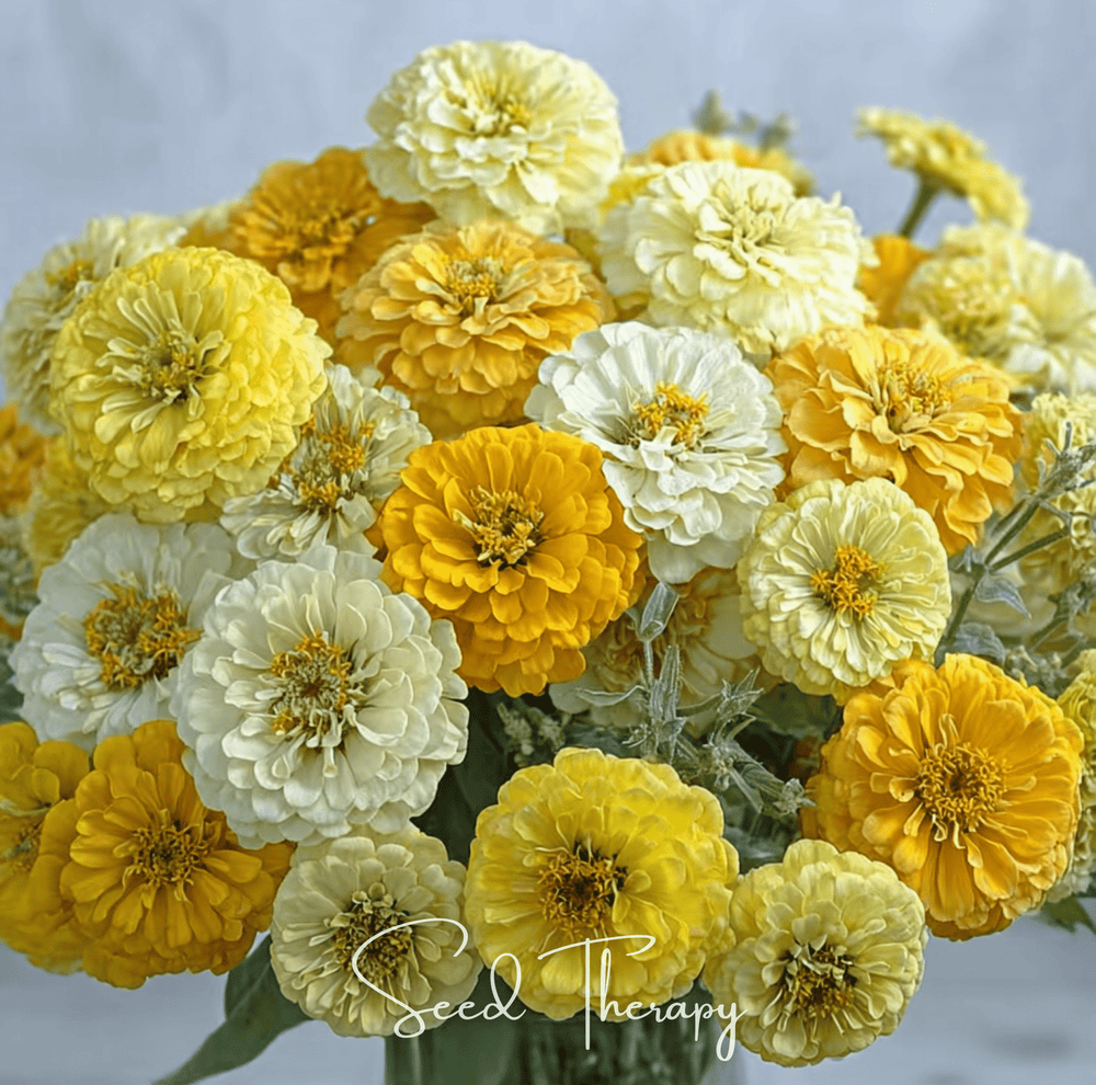 Lemon Meringue Zinnia – 100 Seeds
